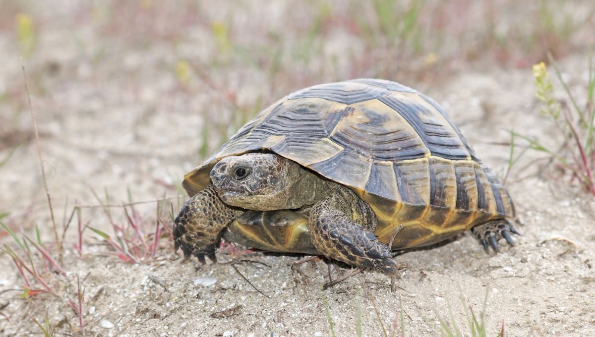 żółw grecki warszawa mini zoo