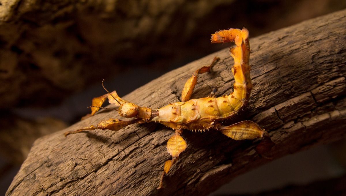 straszyk australijski