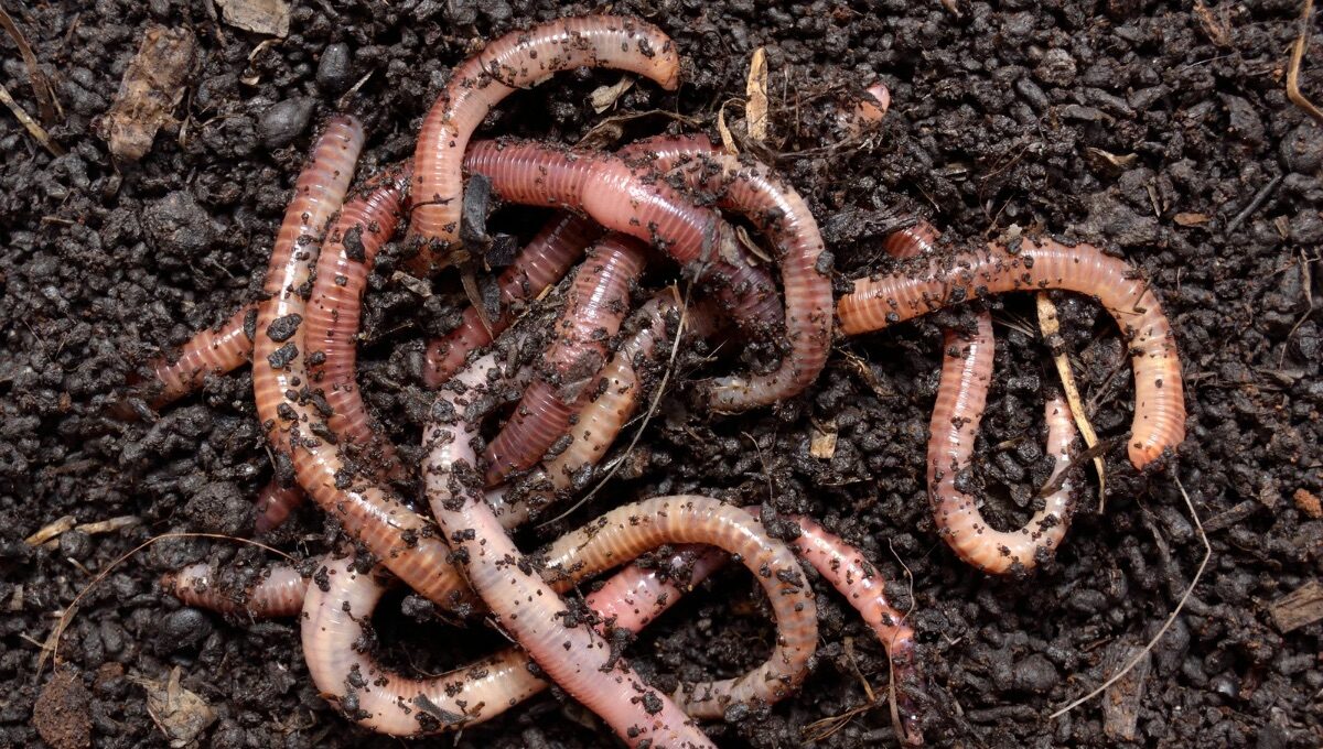 niezwykły świat robaków