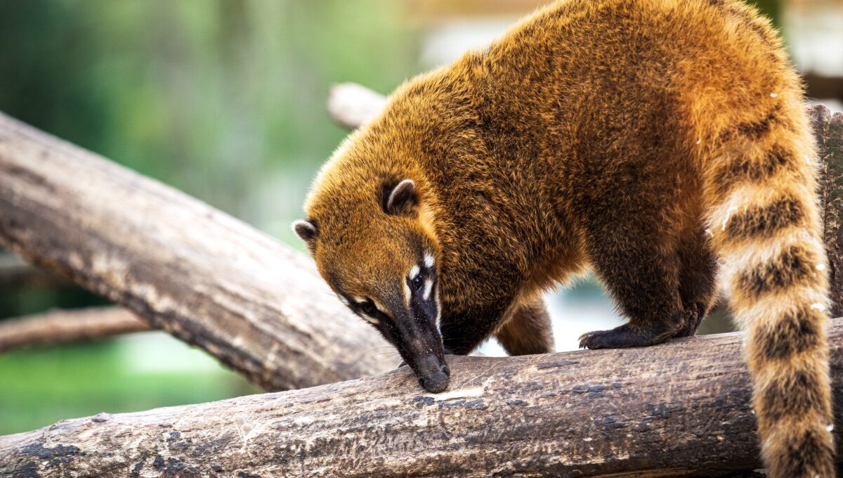 jakie zwierzęta spotkasz w mini zoo warszawa