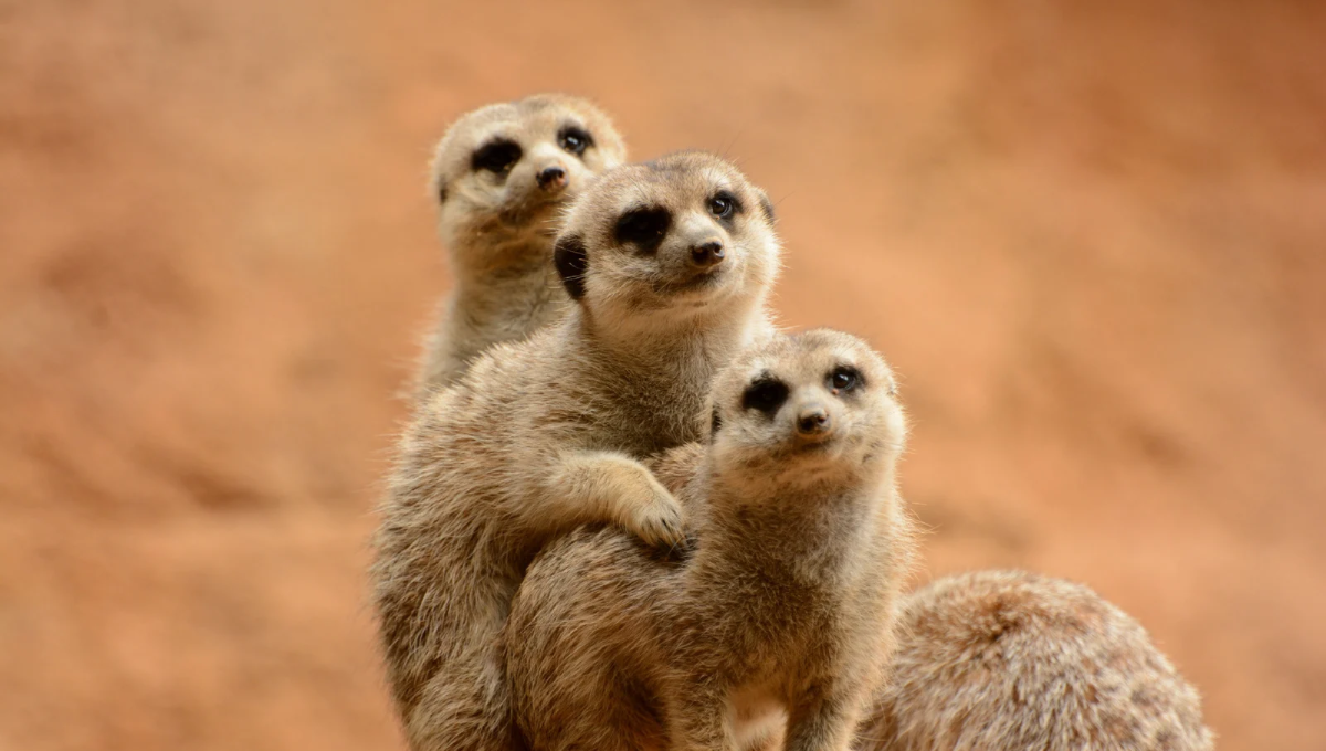 surykatka i ostronos