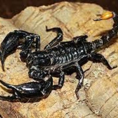 skorpion mini zoo warszawa